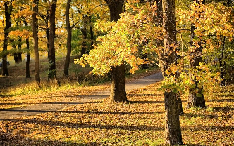 Autumn Trees in Park — Yellow, Serene, Photograph, Path