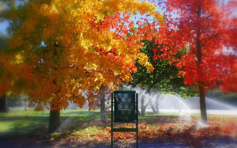 Autumn Trees in Park — Yellow, Serene, Photograph, Sprinklers