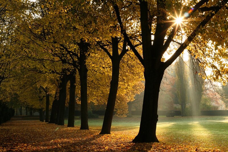 Autumn Trees in Park — Yellow, Serene, Photograph, Sunlight, Fallen Leaves