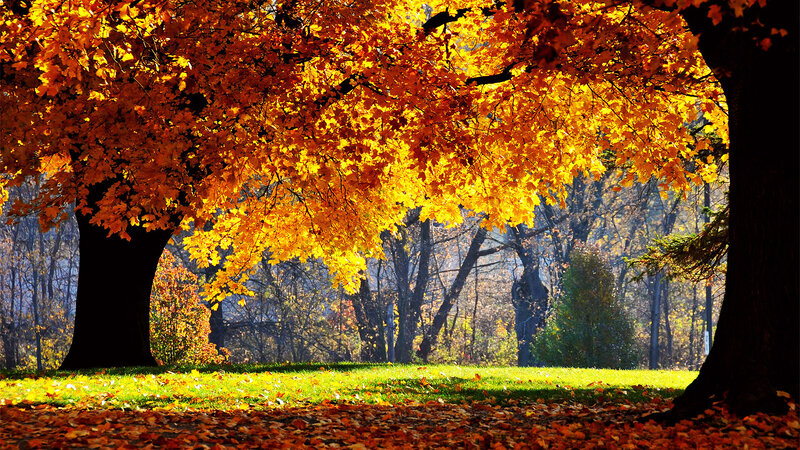Autumn Trees in Park — Yellow, Serene, Photograph
