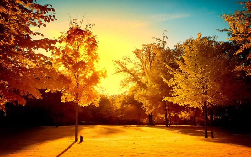Autumn Trees in Park — Yellow, Serene, Sunset