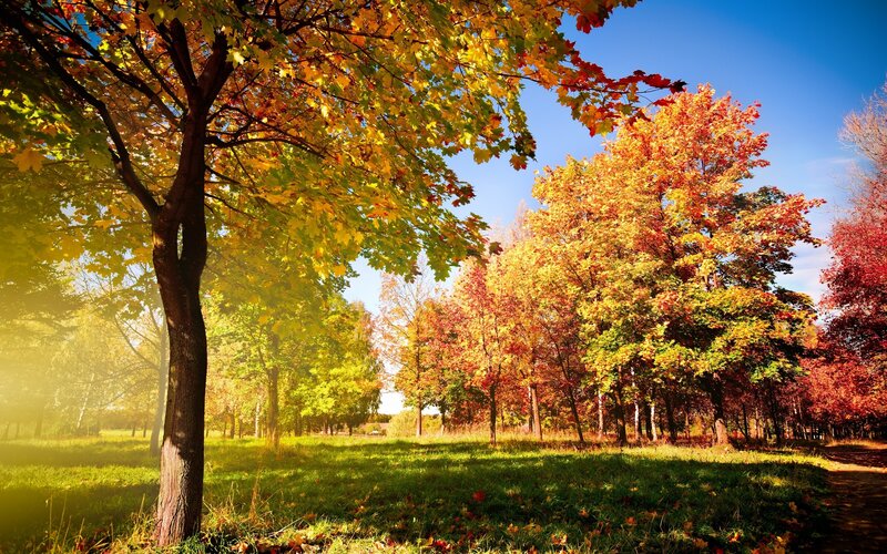 Autumn Trees in Park — Yellow, Serene