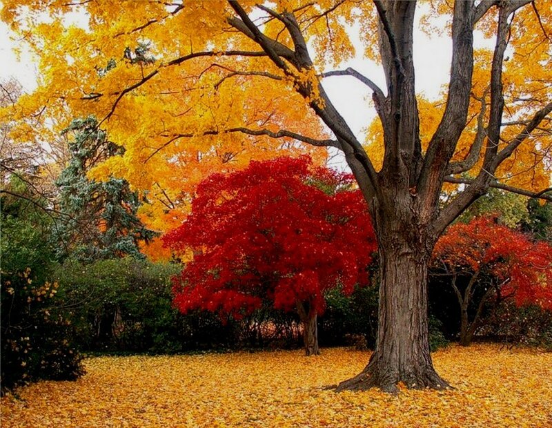 Autumn Trees in Park — Yellow