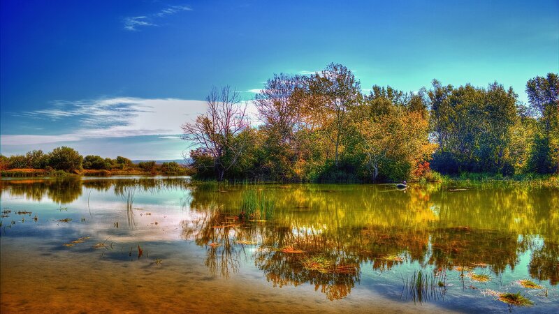 Autumn Trees in Pond — Blue