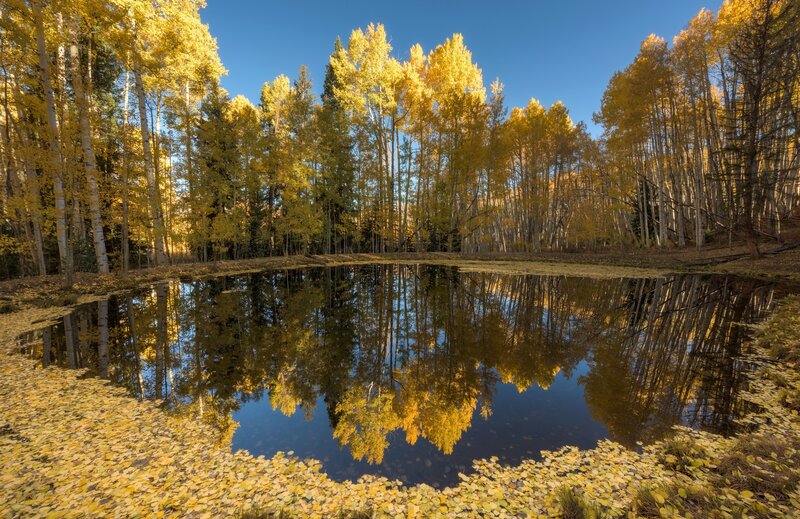 Autumn Trees in Pond — Yellow