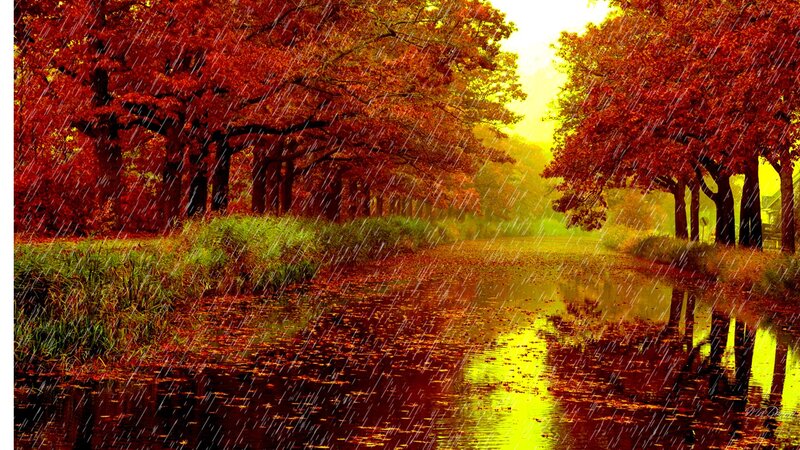 Autumn Trees in Rain