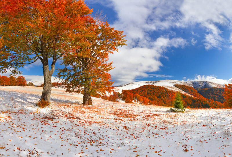 Autumn Trees in Snow — Orange, Serene