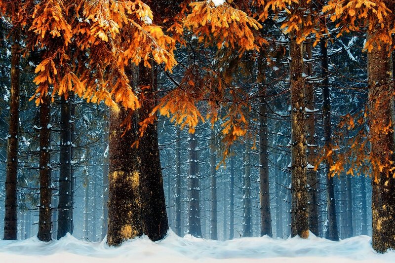 Autumn Trees in Snow — Orange, Serene, Winter