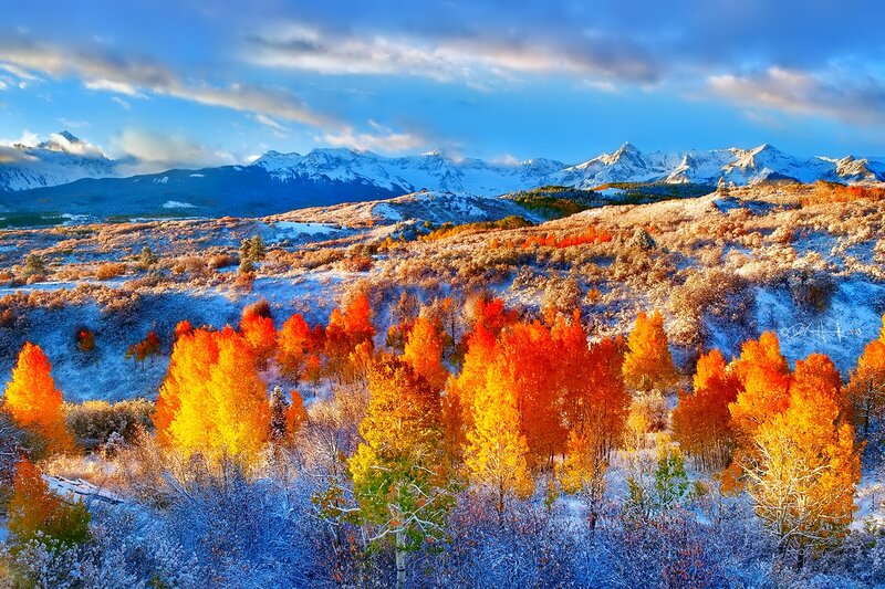 Autumn Trees in Snow — Orange