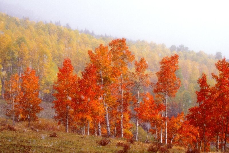 Autumn Trees in Snow — Red