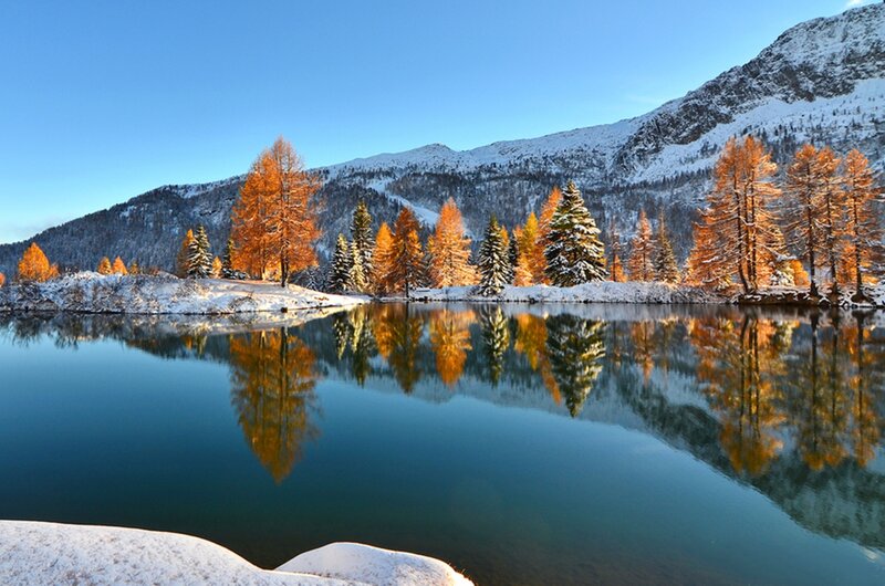 Autumn Trees in Snow