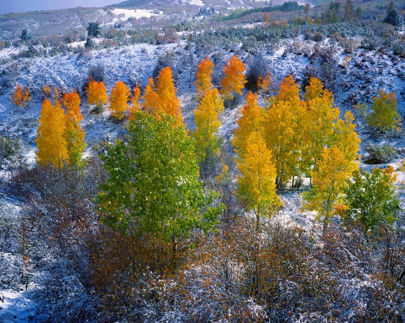 Autumn Trees in Snow — Yellow