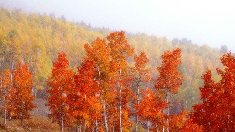 Autumn trees in snowfall