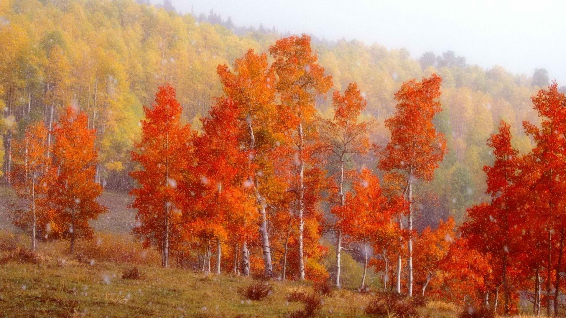 Autumn trees in snowfall