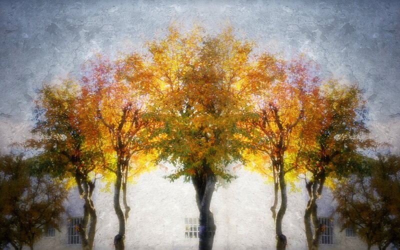 Autumn trees in soft light