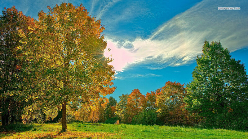 Autumn Trees in Sunlight — Blue, Serene