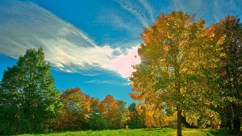 Autumn Trees in Sunlight — Blue