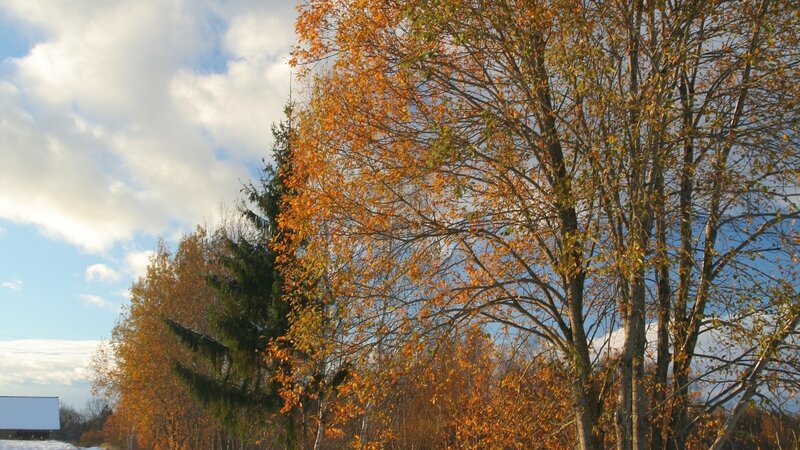 Autumn Trees in Sunlight — Orange