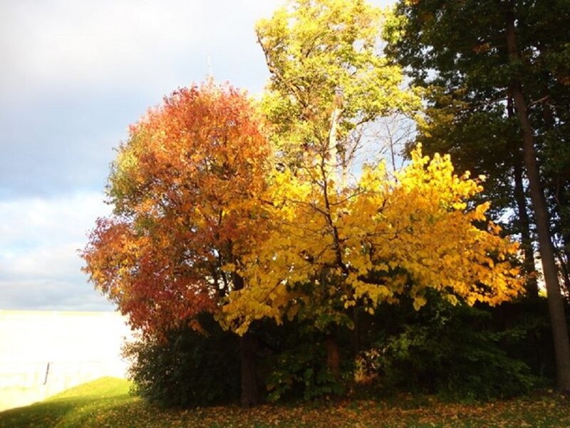 Autumn Trees in Sunlight — Yellow, Serene, Photograph, Grass