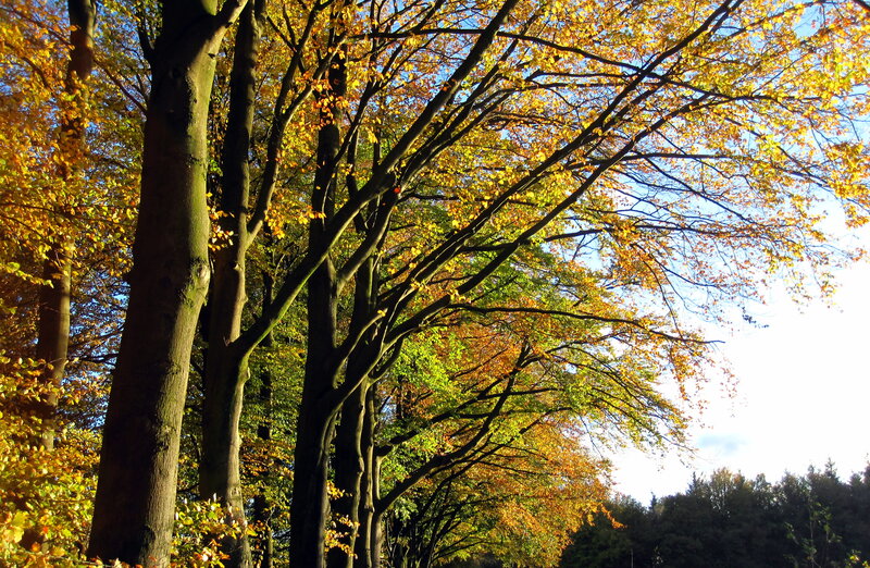 Autumn Trees in Sunlight — Yellow, Serene, Photograph