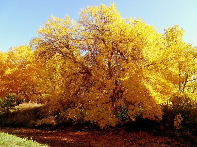 Autumn Trees in Sunlight — Yellow, Serene