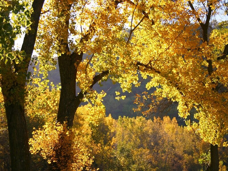 Autumn Trees in Sunlight — Yellow