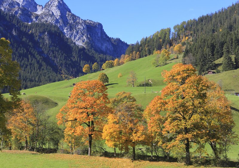 Autumn Trees in Valley — Green, Serene, Photograph