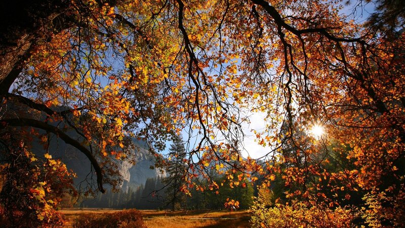 Autumn Trees in Valley — Orange, Serene, Photograph, Sun, Mountain