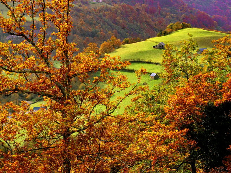 Autumn Trees in Valley — Orange, Serene, Photograph