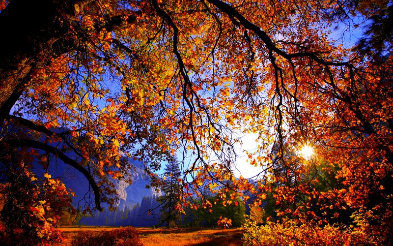 Autumn Trees in Valley — Orange