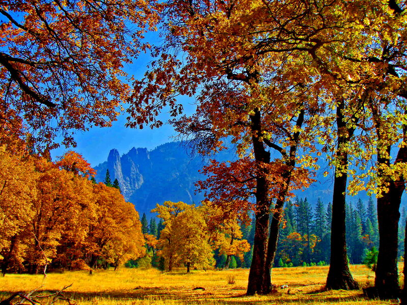 Autumn Trees in Valley — Yellow, Serene