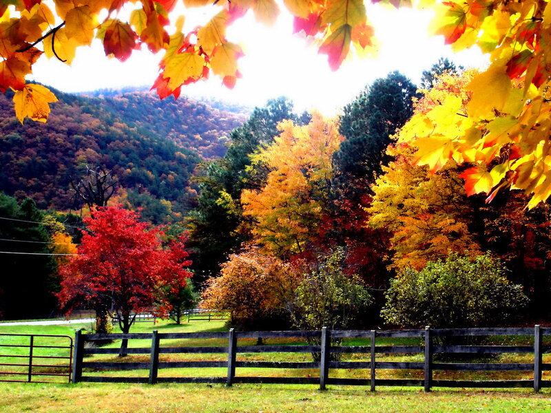 Autumn Trees in Valley — Yellow