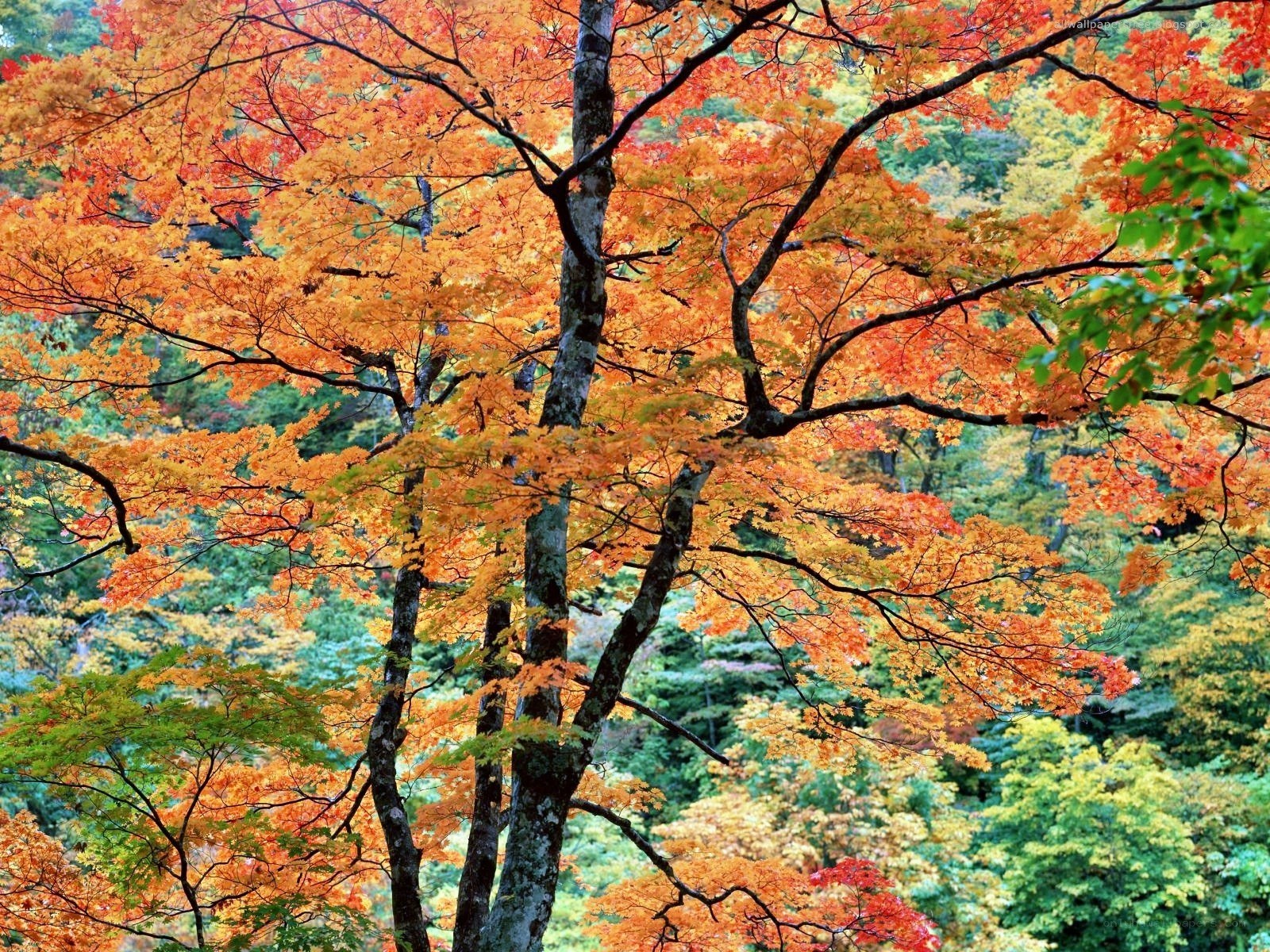 Autumn trees in vibrant colors