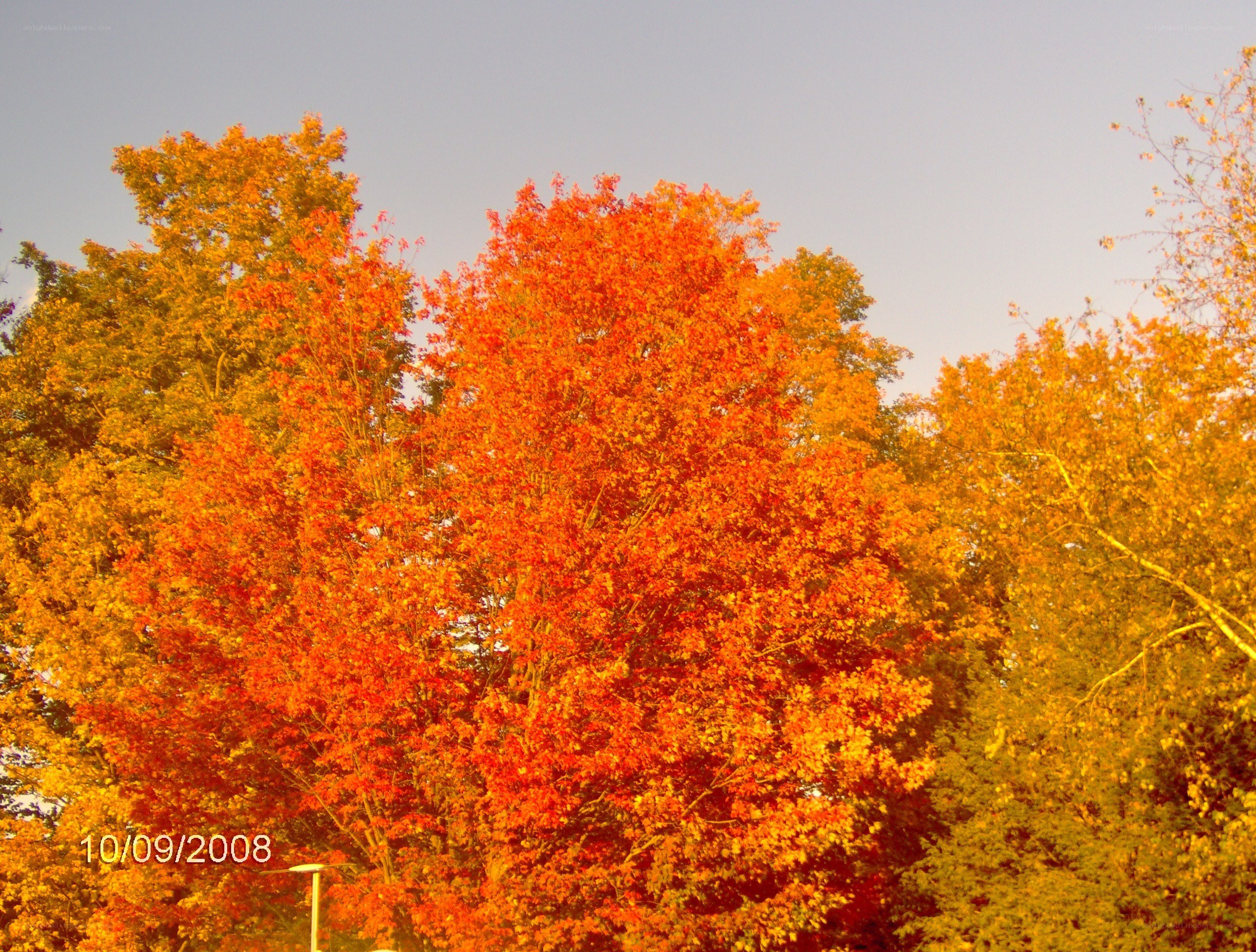 Autumn trees in vibrant colors