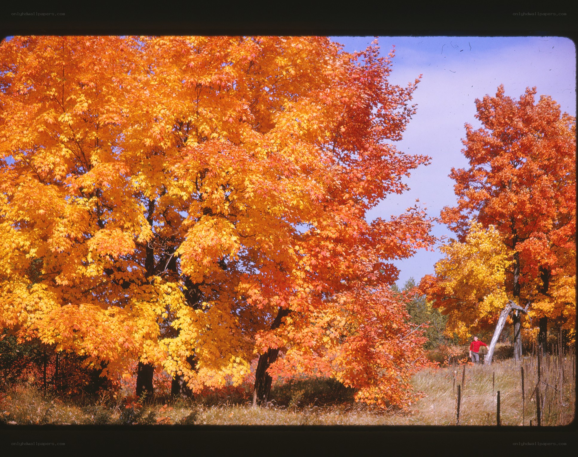 Autumn trees in vibrant colors