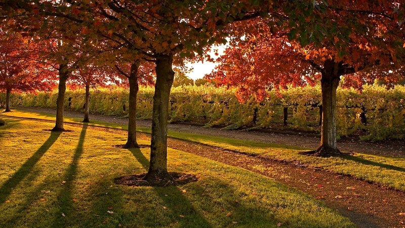 Autumn Trees in Vineyard — Red