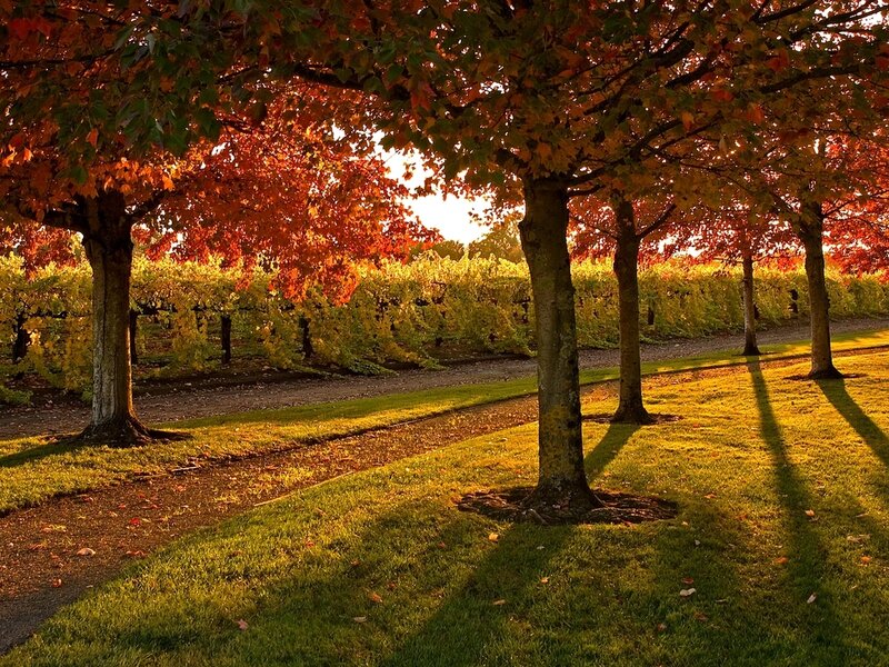 Autumn Trees in Vineyard