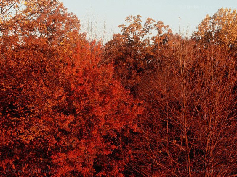 Autumn trees in warm light