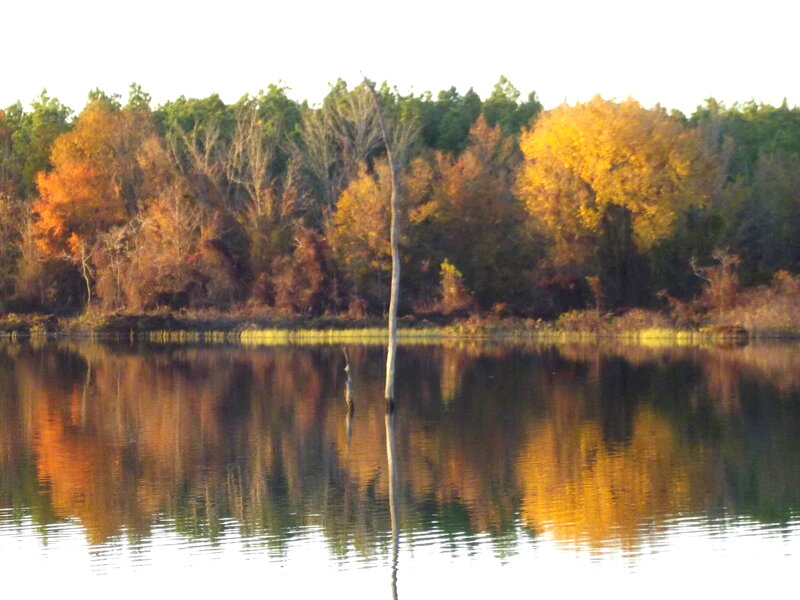 Autumn Trees in Water — Orange
