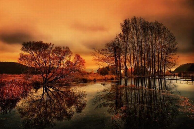 Autumn Trees in Water