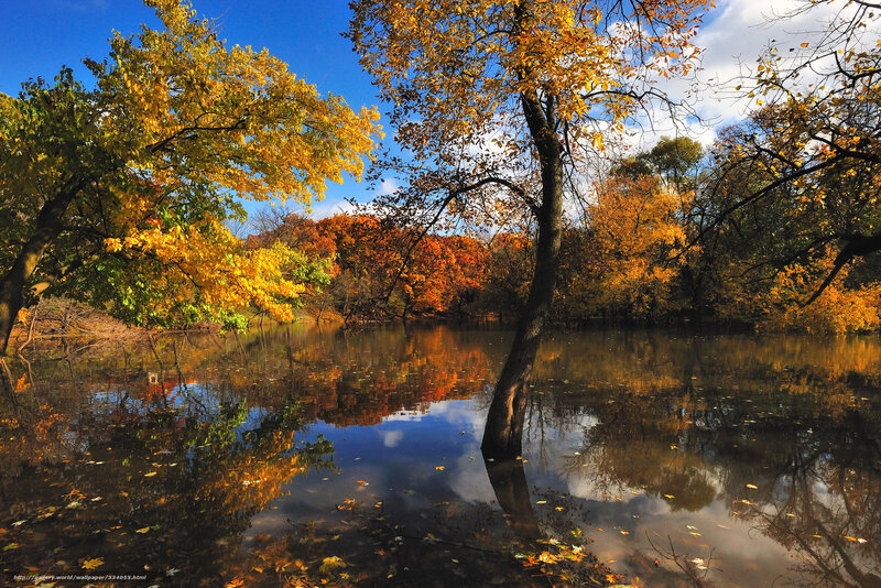 Autumn Trees in Water — Yellow, Serene, Photograph, River, Sky