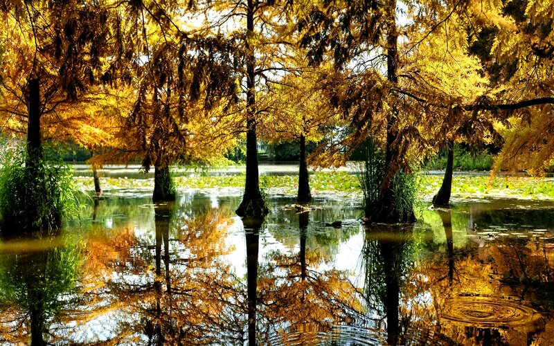 Autumn Trees in Water — Yellow, Serene