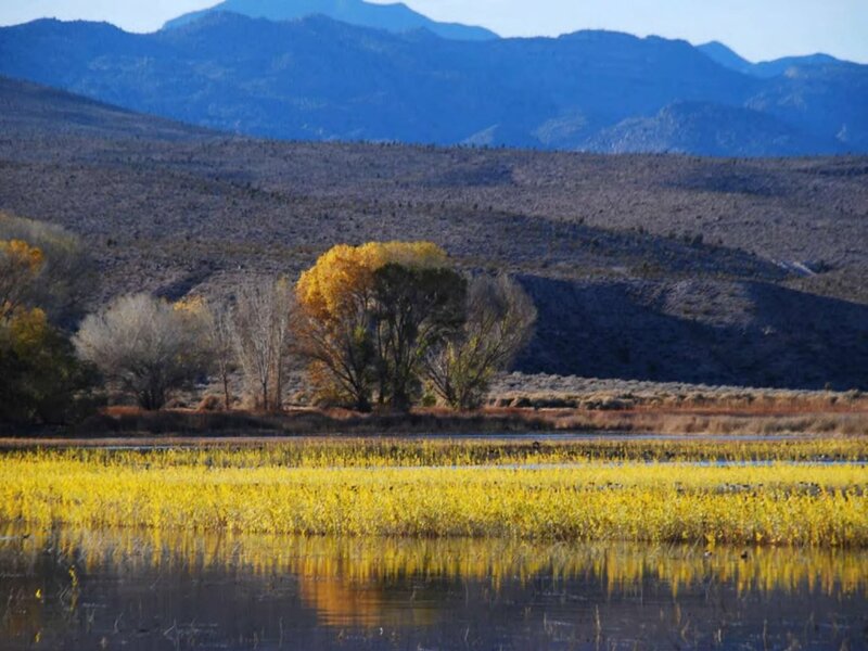 Autumn Trees in Wetland