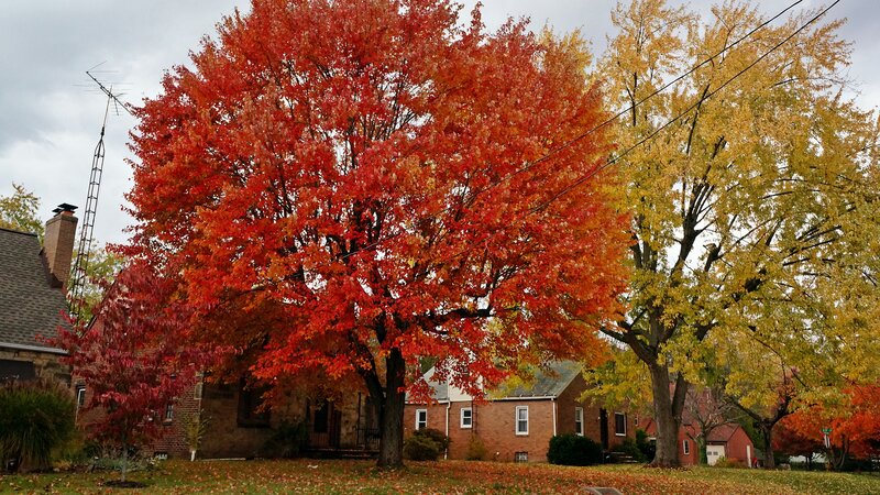 Autumn Trees in Yard — Red, Calm