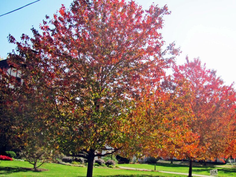 Autumn Trees in Yard — Red