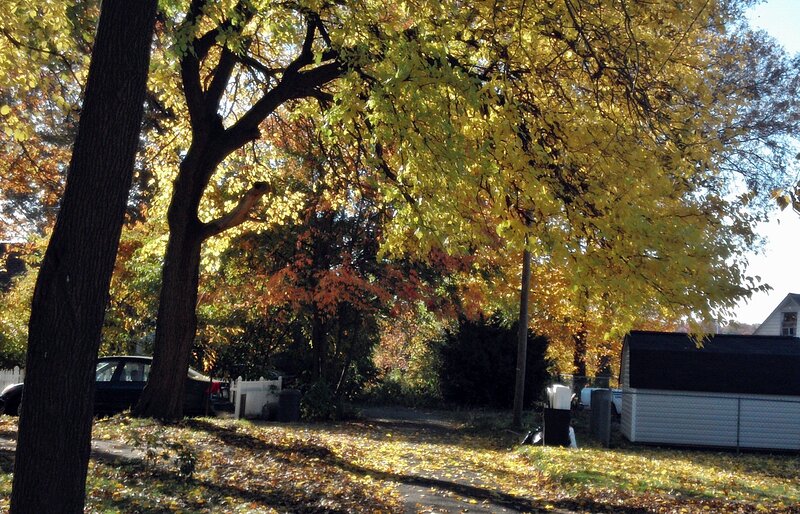 Autumn Trees in Yard