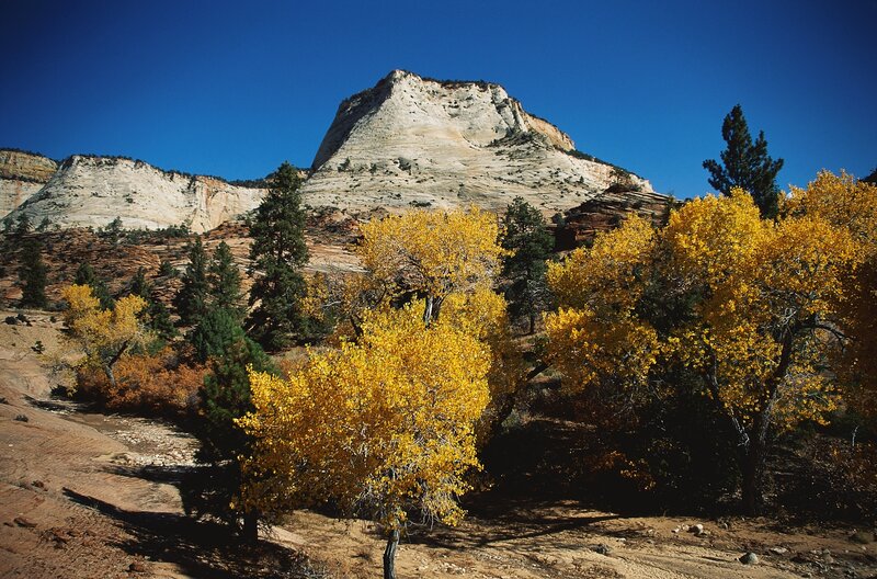 Autumn trees in Zion National Park