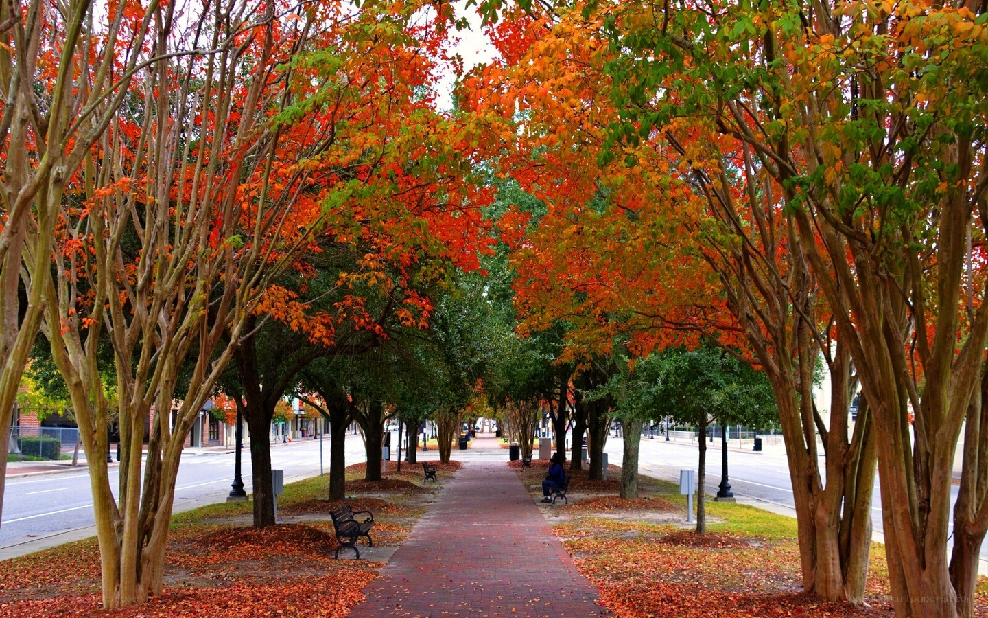 Autumn trees line a city sidewalk