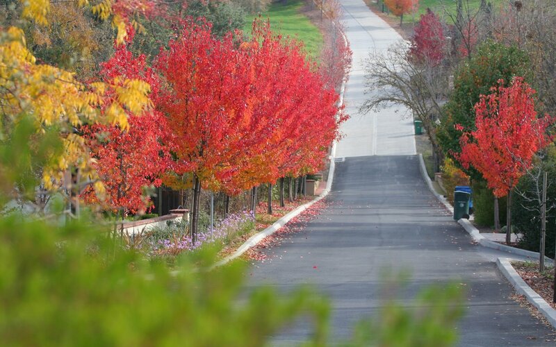 Autumn trees line a quiet road