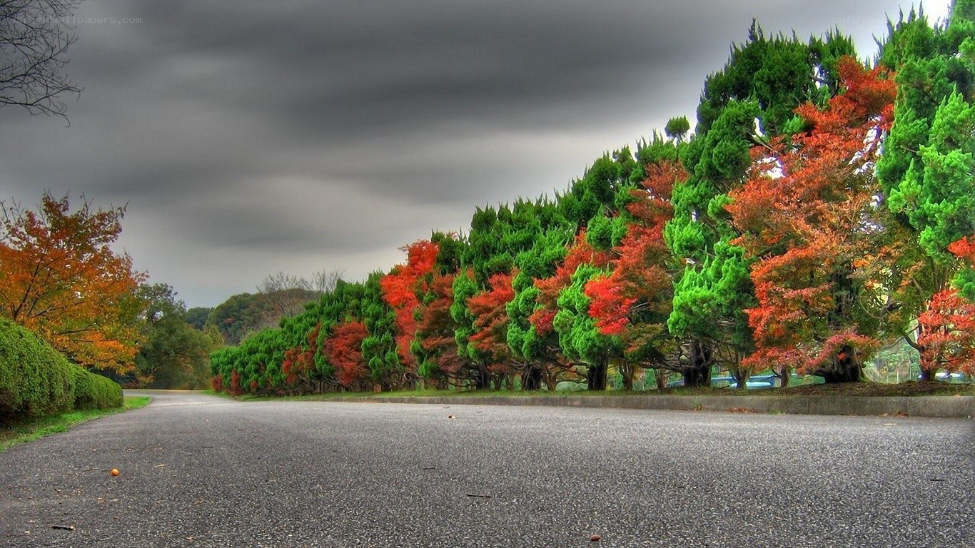 Autumn trees on a cloudy day